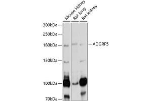 Western blot analysis of extracts of various cell lines, using  antibody (ABIN6127521, ABIN6136573, ABIN6136574 and ABIN6220870) at 1:1000 dilution. (G Protein-Coupled Receptor 116 Antikörper  (AA 22-280))