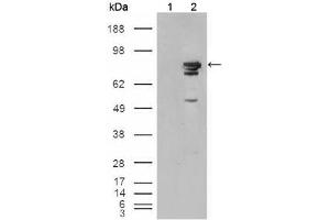 Western blot analysis using BRAF mouse mAb against HEK293T cells transfected with the pCMV6-ENTRY control (1) and pCMV6-ENTRY Braf cDNA (2). (BRAF Antikörper)