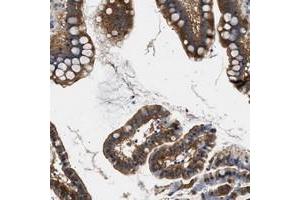 Immunohistochemical staining of human small intestine with KIAA0355 polyclonal antibody  shows cytoplasmic positivity in glandular cells at 1:20-1:50 dilution. (KIAA0355 Antikörper)
