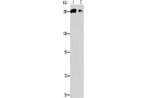 Western Blotting (WB) image for anti-Eukaryotic Translation Initiation Factor 4 Gamma, 1 (EIF4G1) antibody (ABIN2432969) (EIF4G1 Antikörper)