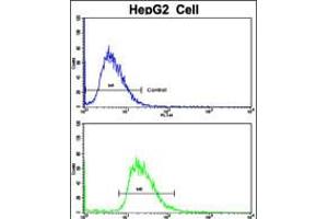 Flow cytometric analysis of HepG2 cells using CYP2J2 Antibody (N-term)(bottom histogram) compared to a negative control cell (top histogram). (CYP2J2 Antikörper  (N-Term))