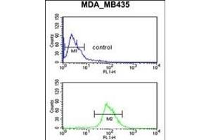 NRP1 Antibody (C-term) (ABIN653013 and ABIN2842638) flow cytometric analysis of MDA-M cells (bottom histogram) compared to a negative control cell (top histogram). (Neuropilin 1 Antikörper  (C-Term))