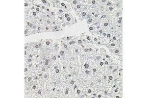Immunohistochemistry of paraffin-embedded mouse liver using TCEB1 antibody. (TCEB1 Antikörper)