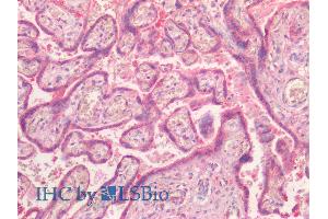 ABIN2851820 (5µg/ml) staining of paraffin embedded Human Placenta. (NR5A2 + LRH1 Antikörper  (AA 328-338))