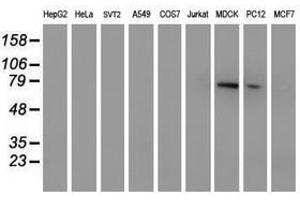 Image no. 2 for anti-Membrane Protein, Palmitoylated 5 (MAGUK P55 Subfamily Member 5) (MPP5) antibody (ABIN1500023) (MPP5 Antikörper)