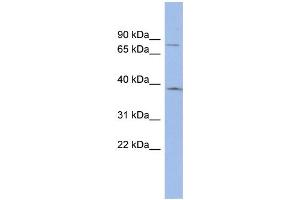 WB Suggested Anti-ZNF300 Antibody Titration:  0.