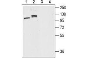 Western blot analysis of mouse (lanes 1 and 3) and rat (lanes 2 and 4) brain lysates: - 1,2. (Dopamine Receptor d1 Antikörper  (C-Term, Intracellular))