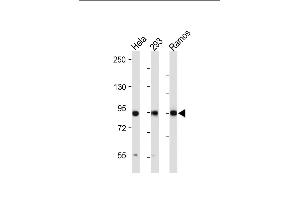 All lanes : Anti-RSK3 Antibody (N-term) at 1:2000 dilution Lane 1: Hela whole cell lysate Lane 2: 293 whole cell lysate Lane 3: Ramos whole cell lysate Lysates/proteins at 20 μg per lane. (RPS6KA3 Antikörper  (N-Term))
