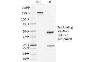SDS-PAGE Analysis Purified Nucleophosmin Mouse Monoclonal Antibody (NA24). (NPM1 Antikörper  (N-Term))
