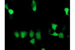 Immunofluorescence (IF) image for anti-Suppressor of Cytokine Signaling 3 (SOCS3) antibody (ABIN1501058) (SOCS3 Antikörper)