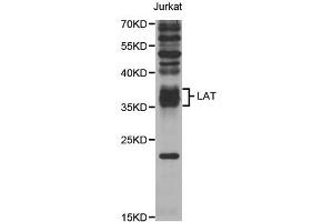 Western blot analysis of extracts of Jurkat cells, using LAT antibody (ABIN5973295) at 1/1000 dilution. (LAT Antikörper)