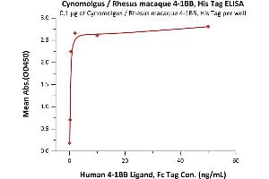 Immobilized Cynomolgus / Rhesus macaque 4-1BB, His Tag (ABIN2870584,ABIN2870585) at 1 μg/mL (100 μL/well) can bind Human 4-1BB Ligand, Fc Tag (ABIN2870602,ABIN2870603) with a linear range of 0. (CD137 Protein (AA 24-186) (His tag))