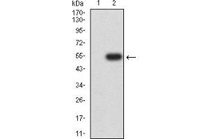 Western Blotting (WB) image for anti-Cholinergic Receptor, Nicotinic, alpha 10 (CHRNA10) (AA 25-237) antibody (ABIN5611323)
