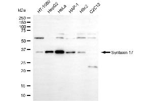 Western blotting analysis using syntaxin 17 antibody (ABIN7800494).