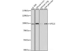 Western blot analysis of extracts of various cell lines using VPS16 Polyclonal Antibody at dilution of 1:1000. (VPS16 Antikörper)