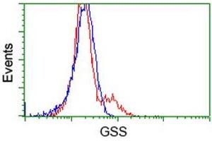 Flow Cytometry (FACS) image for anti-Glutathione Synthetase (GSS) antibody (ABIN1498539) (Glutathione Synthetase Antikörper)