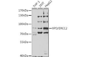 Western blot analysis of extracts of various cell lines, using XPD/XPD/ERCC2 antibody (ABIN6130301, ABIN6140265, ABIN6140266 and ABIN6221277) at 1:1000 dilution. (ERCC2 Antikörper  (AA 1-300))