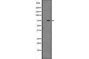 Western blot analysis of HSPA12A expression in Mouse brain tissue lysate ,The lane on the left is treated with the antigen-specific peptide. (HSPA12A Antikörper  (N-Term))