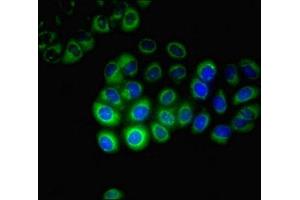 Immunofluorescent analysis of A549 cells using ABIN7170749 at dilution of 1:100 and Alexa Fluor 488-congugated AffiniPure Goat Anti-Rabbit IgG(H+L) (CYP17A1 Antikörper  (AA 1-508))