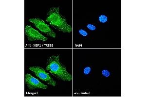 Immunofluorescence (IF) image for anti-X-Box Binding Protein 1 (XBP1) (Internal Region) antibody (ABIN263217)
