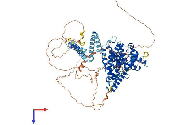 PDE4D Protein (AA 1-747) (His tag)