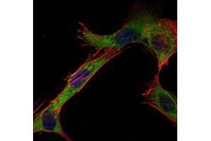 Immunofluorescence analysis of NIH/3T3 cells using HK1 mouse mAb (green). (Hexokinase 1 Antikörper)