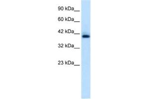 Western Blotting (WB) image for anti-Hexamethylene Bis-Acetamide Inducible 1 (HEXIM1) antibody (ABIN2460946) (HEXIM1 Antikörper)