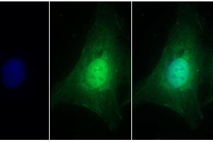Immunofluorescence (IF) image for anti-Heparan Sulfate Proteoglycan 2 (HSPG2) (AA 4149-4391) antibody (ABIN7435115)
