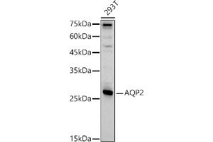 Western blot analysis of extracts of 293T cells, using  antibody (ABIN7265652) at 1:1000 dilution. (AQP2 Antikörper  (AA 147-271))
