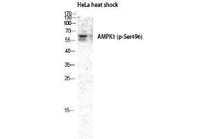 Western Blotting (WB) image for anti-Protein Kinase, AMP-Activated, alpha 1 Catalytic Subunit (PRKAA1) (pSer496) antibody (ABIN3179386) (PRKAA1 Antikörper  (pSer496))