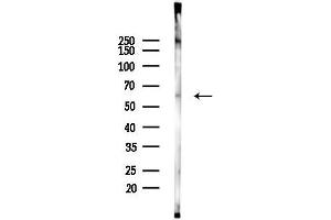 anti-Transcription Elongation Factor B Polypeptide 3C (Elongin A3) (TCEB3C) (Internal Region) antibody