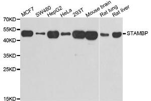 Western blot analysis of extracts of various cell lines, using STAMBP antibody (ABIN5974250) at 1/1000 dilution. (STAMBP Antikörper)