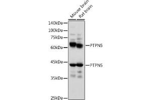 Western blot analysis of extracts of various cell lines, using PTPN5 antibody (ABIN7269705) at 1:1000 dilution. (PTPN5 Antikörper  (AA 360-490))