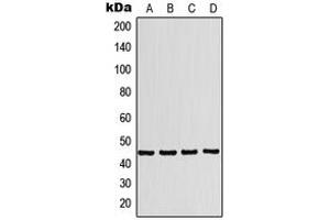Western blot analysis of P2X1 expression in K562 (A), A549 (B), SP2/0 (C), PC12 (D) whole cell lysates.