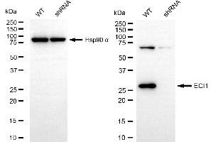 Western blotting analysis using ECI1 antibody (ABIN7798453). (Rekombinanter DCI Antikörper)