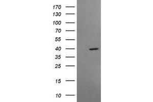 Image no. 1 for anti-Musashi Homolog 1 (Drosophila) (MSI1) antibody (ABIN1499574) (MSI1 Antikörper)