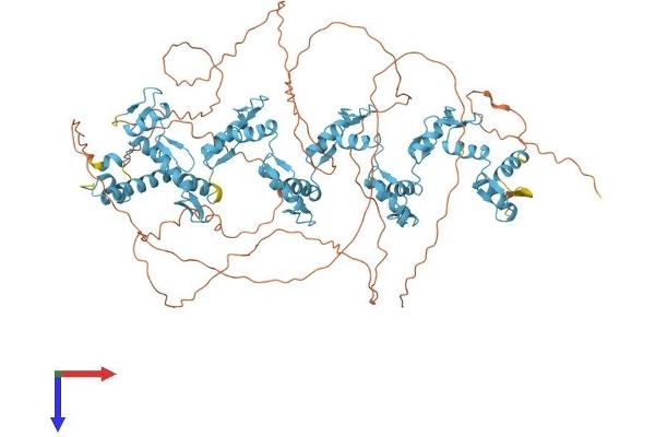 ZFP28 Protein (AA 1-868) (His tag)
