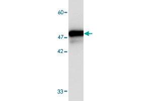 Western blot analysis in FKBP11 recombinant protein with FKBP11 monoclonal antibody, clone 1213s  at 1 : 1000 dilution. (FKBP11 Antikörper  (AA 28-201))