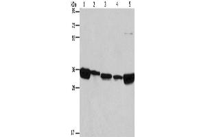 Western Blotting (WB) image for anti-ELAV (Embryonic Lethal, Abnormal Vision, Drosophila)-Like 1 (Hu Antigen R) (ELAVL1) antibody (ABIN2421533) (ELAVL1 Antikörper)