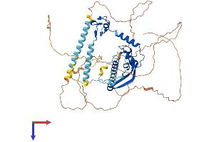CSRNP2 Protein (AA 1-543) (His tag)