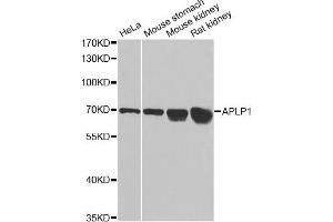 Western blot analysis of extracts of various cell lines, using APLP1 antibody (ABIN1871026) at 1:1000 dilution. (APLP1 Antikörper)