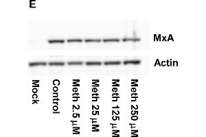 Western Blotting (WB) image for anti-Myxovirus Resistance Protein 1 (MX1) (Internal Region) antibody (ABIN2856746)