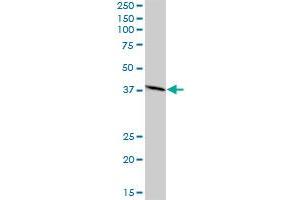NIF3L1 MaxPab polyclonal antibody. (NIF3L1 Antikörper  (AA 1-350))