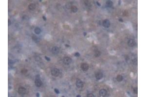 Immunohistochemistry (IHC) image for anti-Regucalcin (RGN) (AA 1-299) antibody (ABIN7444643)