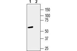 GPR83 Antikörper  (Extracellular, N-Term)