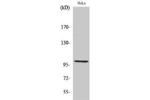 Western Blotting (WB) image for anti-Heat Shock 105kDa/110kDa Protein 1 (HSPH1) (C-Term) antibody (ABIN3180115) (HSPH1 Antikörper  (C-Term))