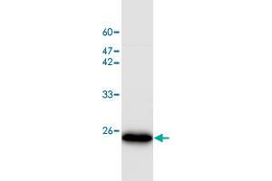 Western blot analysis of SW480 whole cell lystae with PEBP1 monoclonal antibody, clone 21  at 1:1000 dilution. (PEBP1 Antikörper)