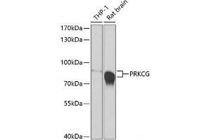 Western blot analysis of extracts of various cell lines using PRKCG Polyclonal Antibody at dilution of 1:500. (PKC gamma Antikörper)