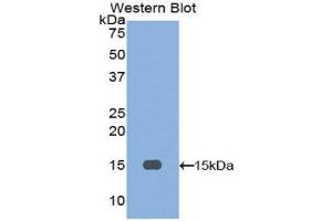 Western Blotting (WB) image for anti-Inhibin, beta A (INHBA) (AA 309-424) antibody (ABIN1078187) (INHBA Antikörper  (AA 309-424))
