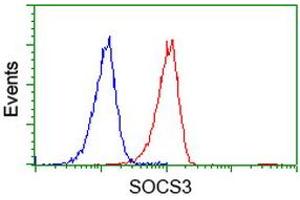 Image no. 2 for anti-Suppressor of Cytokine Signaling 3 (SOCS3) antibody (ABIN1501059)